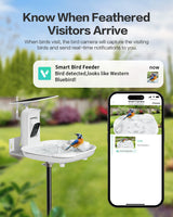Bird Bath with Camera(BB13S)